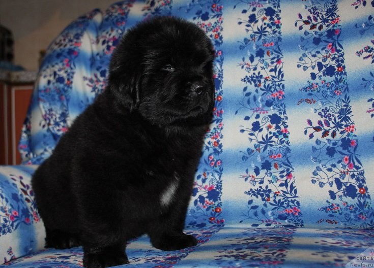 Фотография № 241830