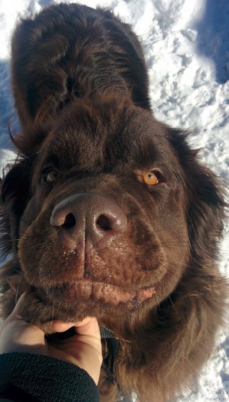 Фото: ньюфаундленд Браунблад МСК Дрими Эйн (Brownblood MSK Drimi Ein)