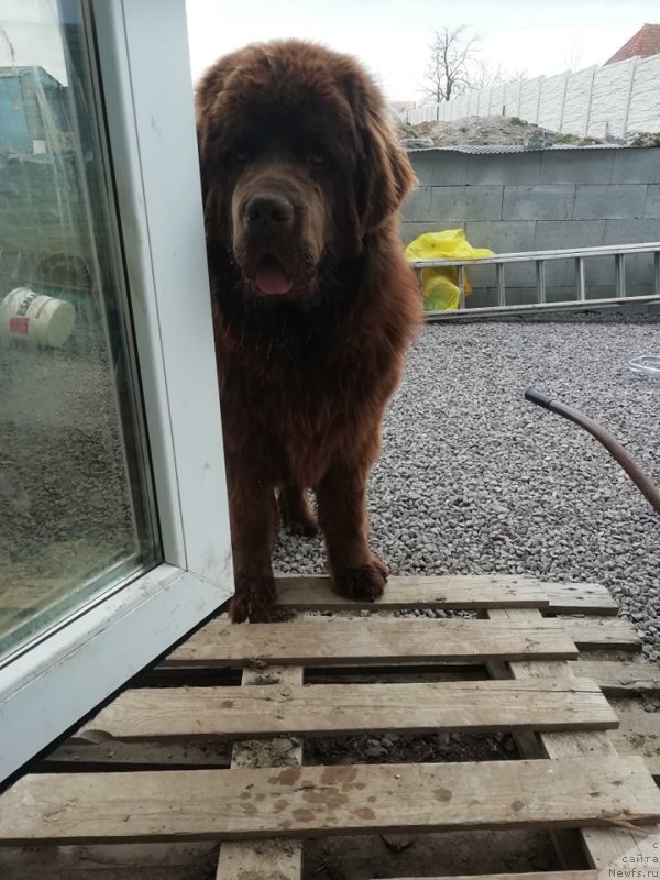 Фото: ньюфаундленд Обуш Шед Ину Но Кума (Obush Shed Inu No Kuma)