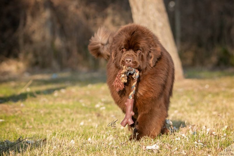 Фото: ньюфаундленд Браунблад МСК Джой Орсон