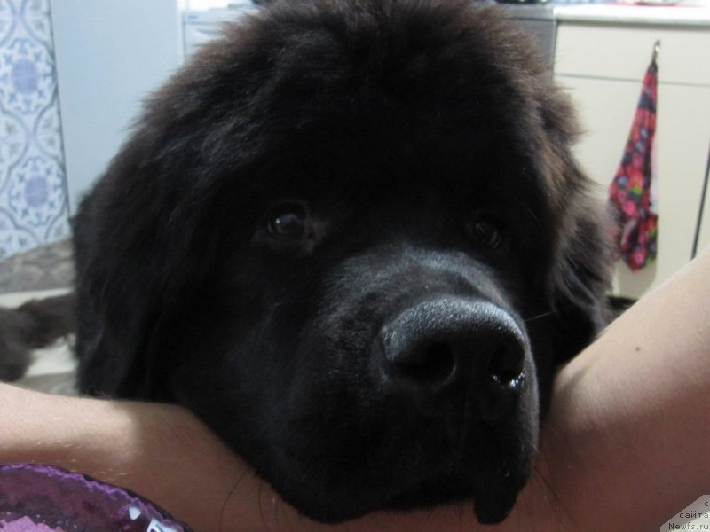 Фотография № 241856