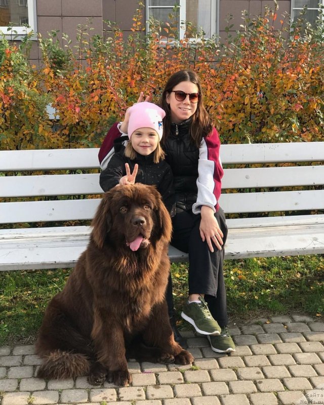 Фото: ньюфаундленд Браунблад МСК Джейн Венди