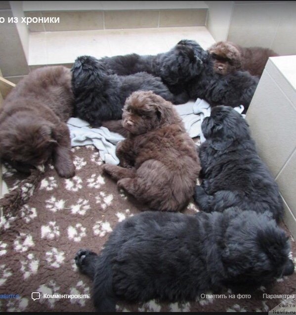 Фото: ньюфаундленд Браунблад МСК Джой Орсон