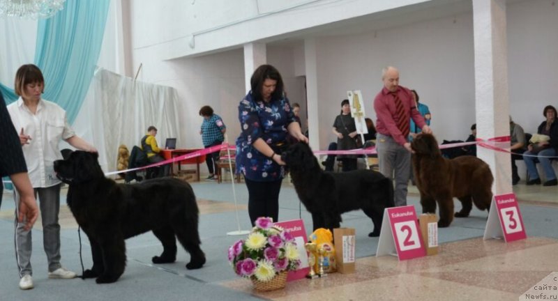 Фото: ньюфаундленд Любезная Нежная Лаура (Lyubeznaya Nezhnaya Laura)
