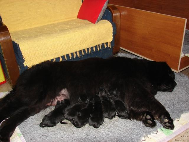 Фото: ньюфаундленд Corazon vom Darius Land