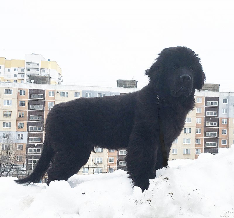 Фото: ньюфаундленд Черный Балу Никифор (Cherniy Balu Nikifor)