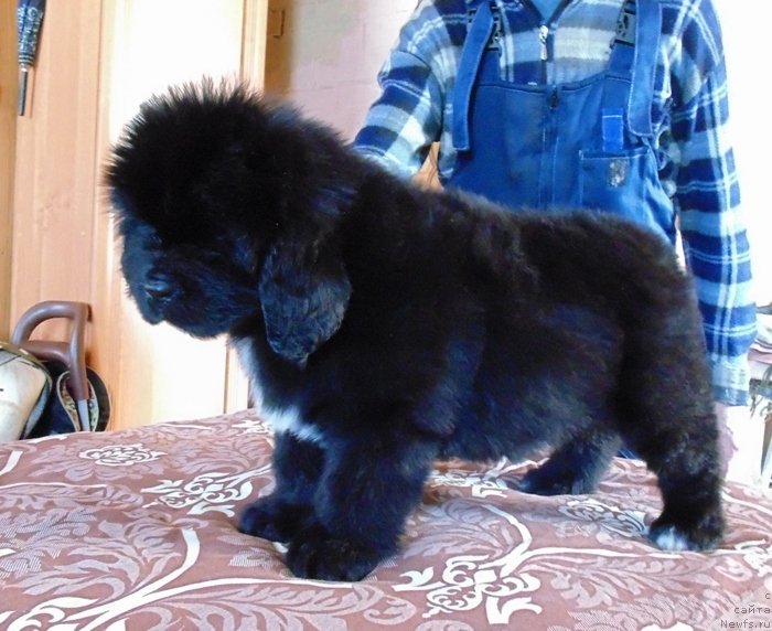 Фото: ньюфаундленд Зена от Карельских Медведей