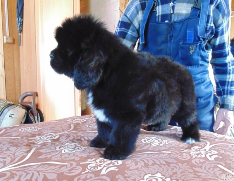Фото: ньюфаундленд Зена от Карельских Медведей