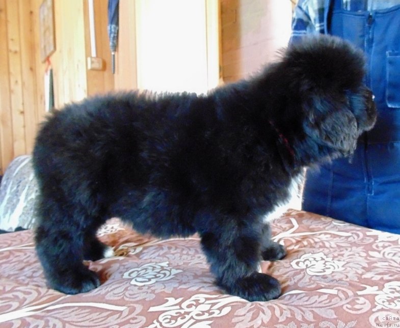 Фото: ньюфаундленд Зена от Карельских Медведей