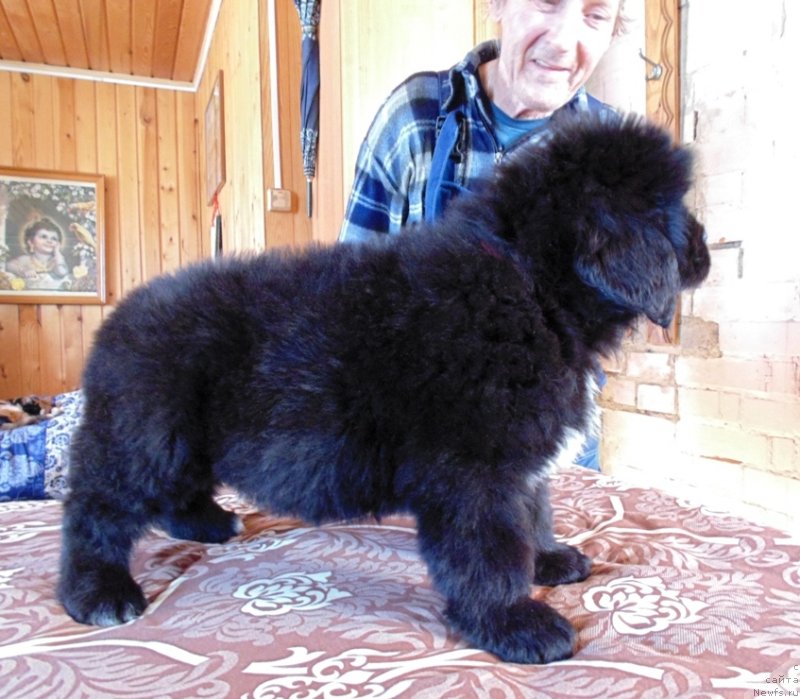 Фото: ньюфаундленд Зена от Карельских Медведей