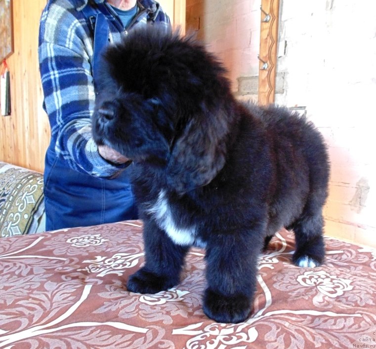 Фото: ньюфаундленд Зена от Карельских Медведей