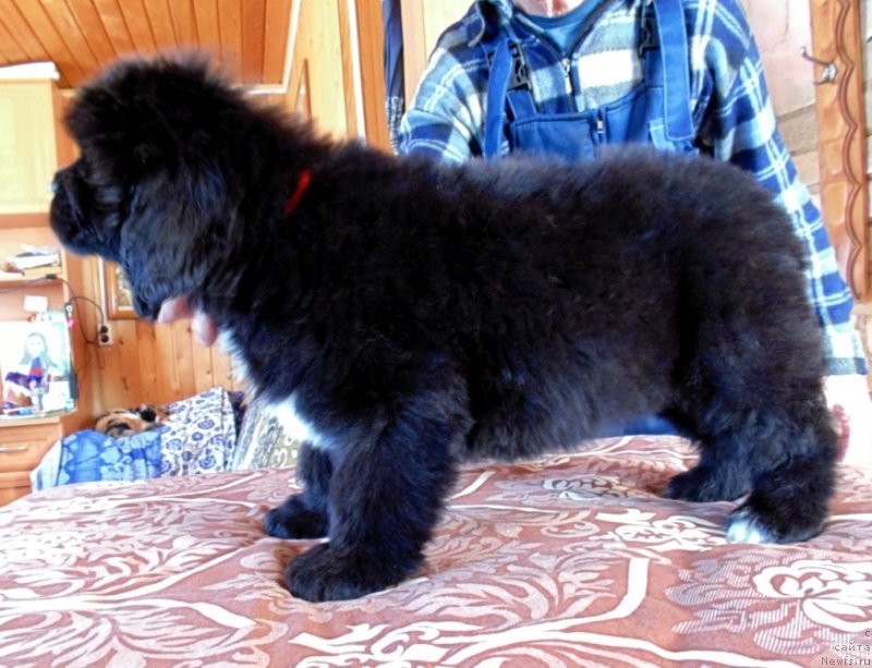 Фото: ньюфаундленд Зена от Карельских Медведей
