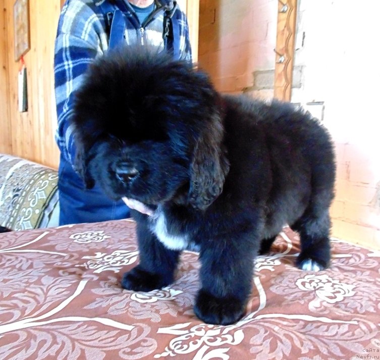 Фото: ньюфаундленд Зена от Карельских Медведей
