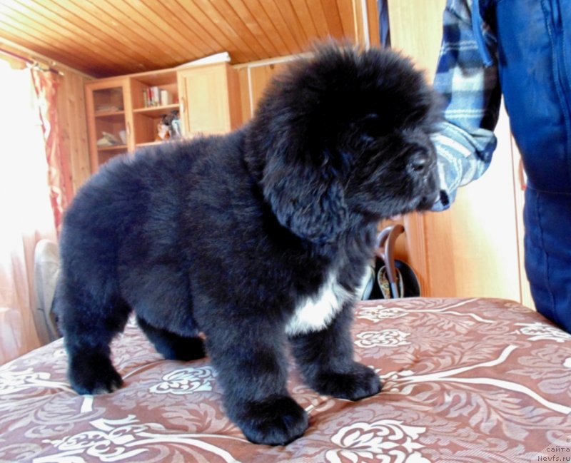 Фото: ньюфаундленд Зена от Карельских Медведей