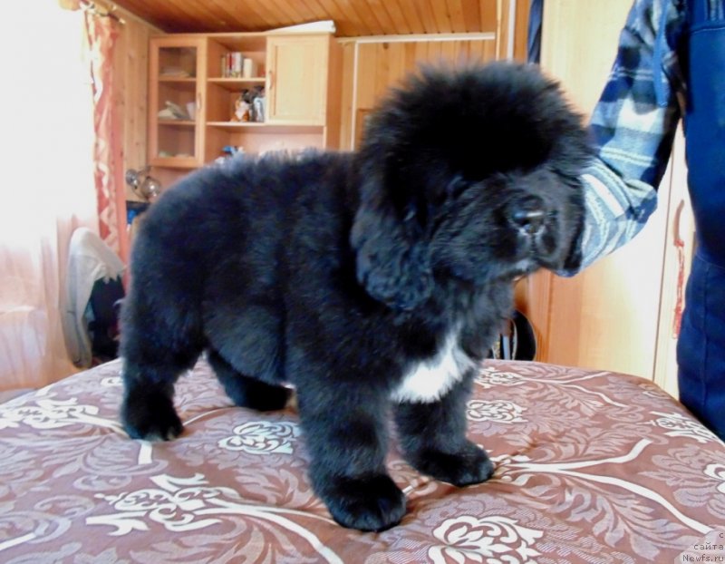 Фото: ньюфаундленд Зена от Карельских Медведей