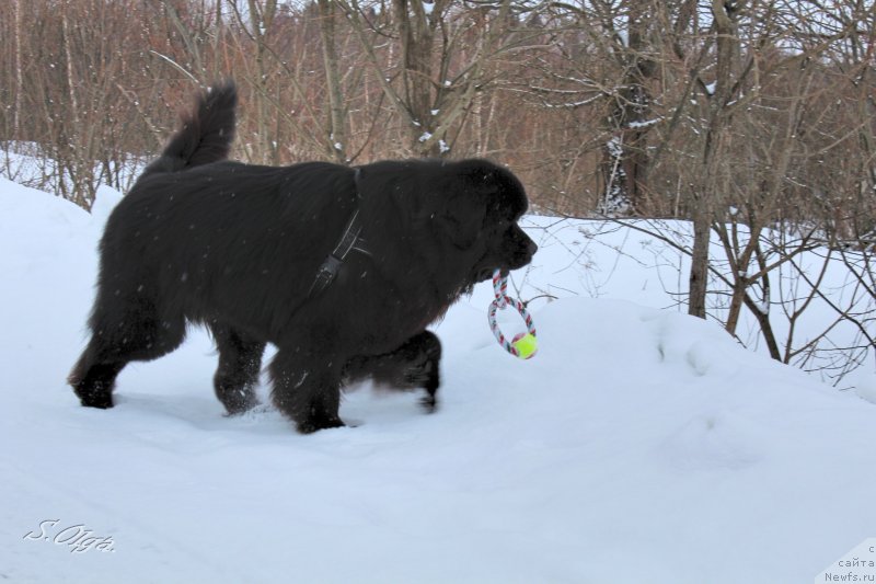Фото: ньюфаундленд Козырный Туз с Берега Дона (Kozyrniy Tuz s Berega Dona)