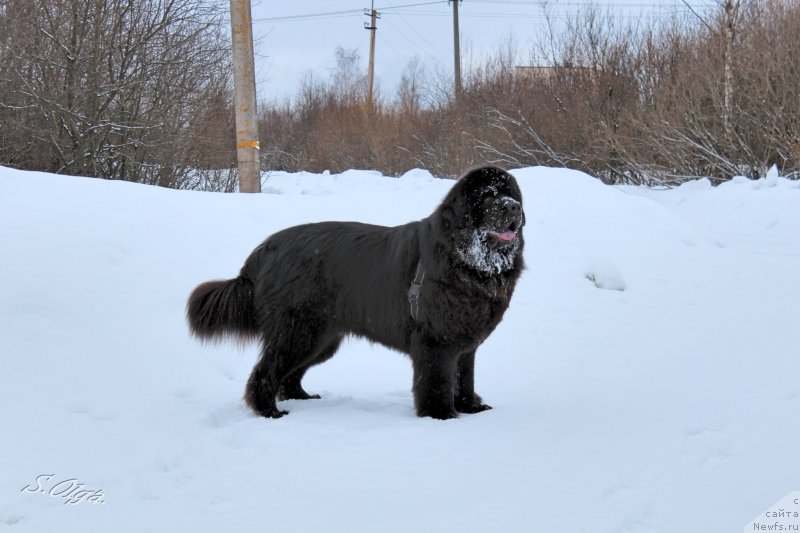 Фото: ньюфаундленд Козырный Туз с Берега Дона (Kozyrniy Tuz s Berega Dona)