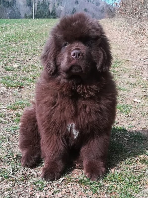 Фото: ньюфаундленд Браунблад МСК Джой Орсон