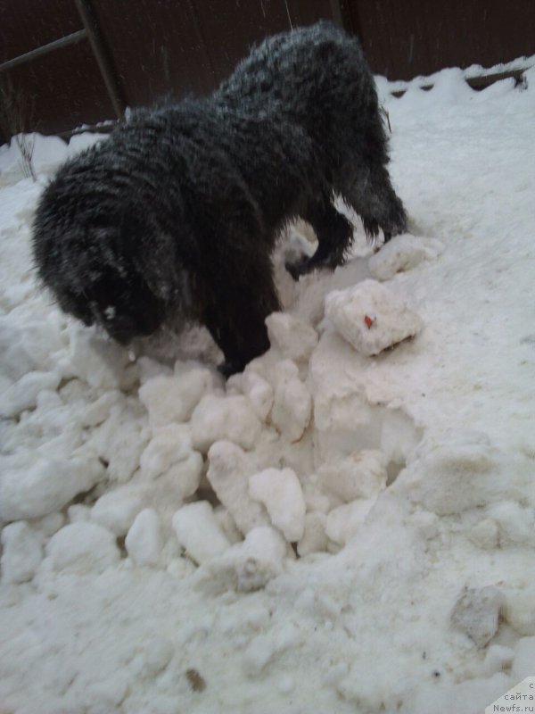 Фото: ньюфаундленд Сент Джонс Хейли Куитми (Sent Djons Haily Kuitmi), ньюфаундленд Сент Джонс Хейли Куитми (Sent Djons Haily Kuitmi), Мария Миронова