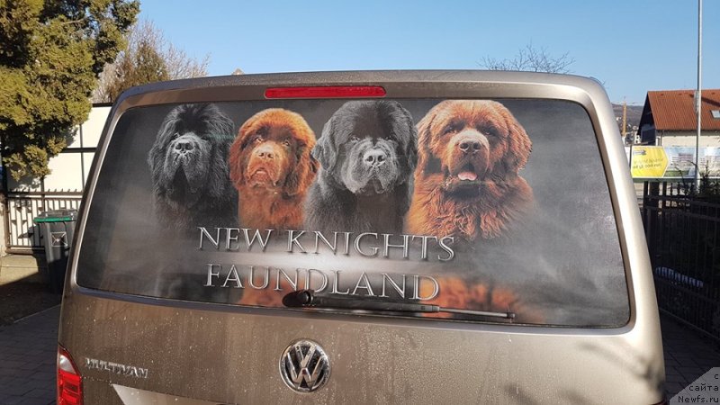 Фото: ньюфаундленд Ньюфорт Инстинкт Виннер Кнайт Итус, ньюфаундленд Ньюфорт Овейшен Голди Кнайт