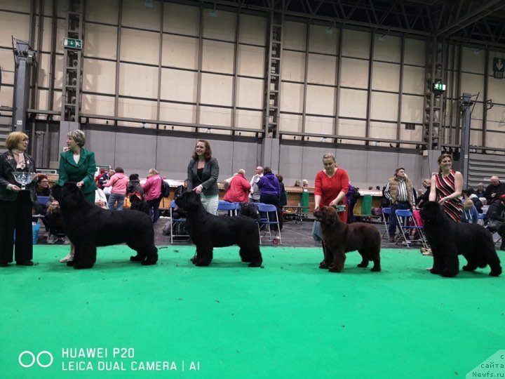 Фото: ньюфаундленд Ньюфорт Овейшен Голди Кнайт