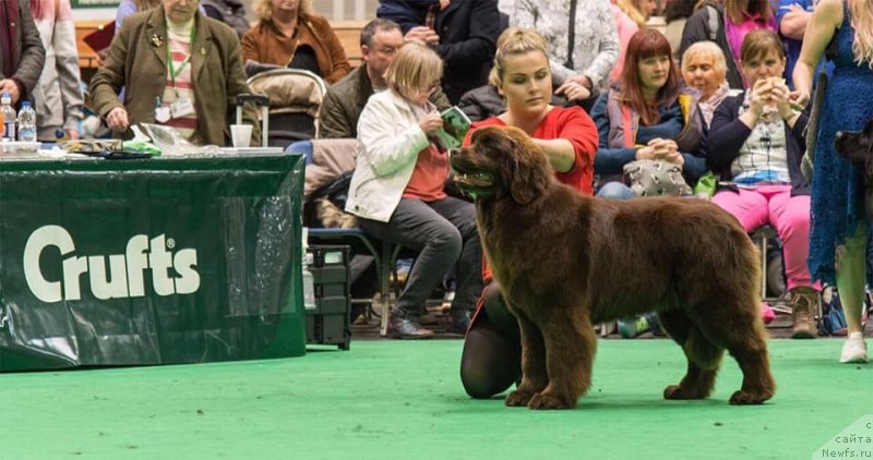 Фото: ньюфаундленд Ньюфорт Овейшен Голди Кнайт