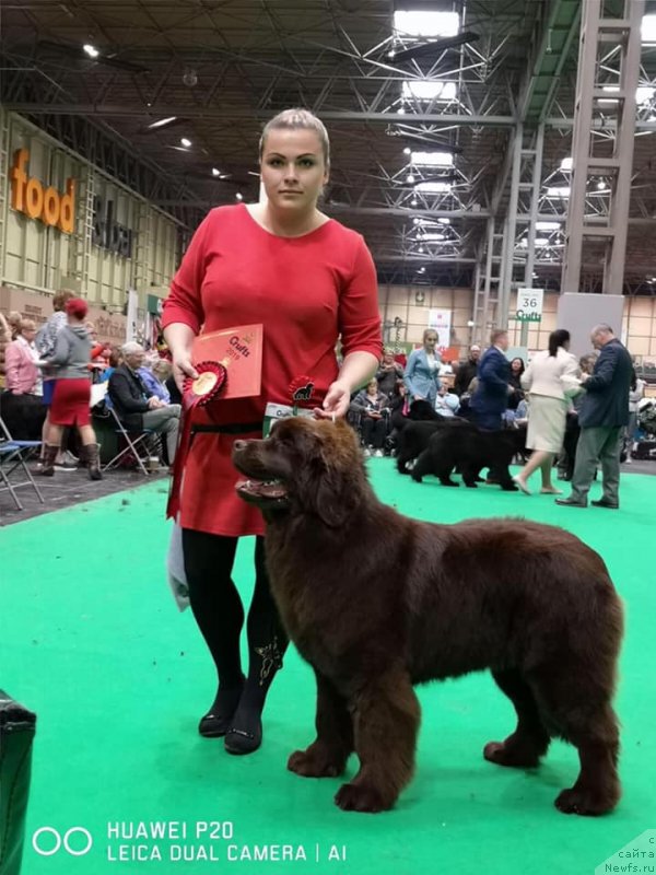 Фото: ньюфаундленд Ньюфорт Овейшен Голди Кнайт