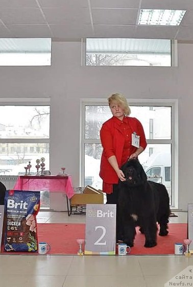 Фото: ньюфаундленд Ньюфорт Карамель для Стражей Татарстана (Njufort Karamel Dlya Strazhey Tatarstana)