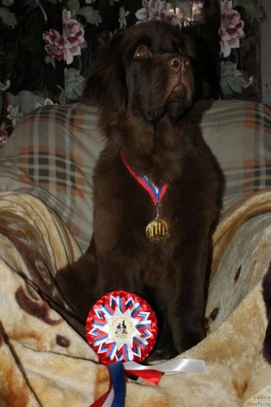 Фото: ньюфаундленд Ньюфорт Персея (Njufort Perseya)