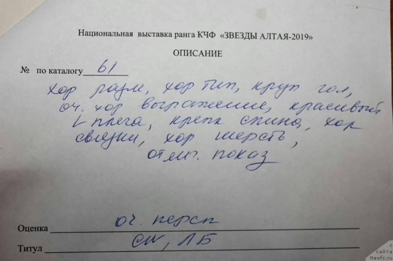 Фото: ньюфаундленд Ньюфорт Персея (Njufort Perseya)