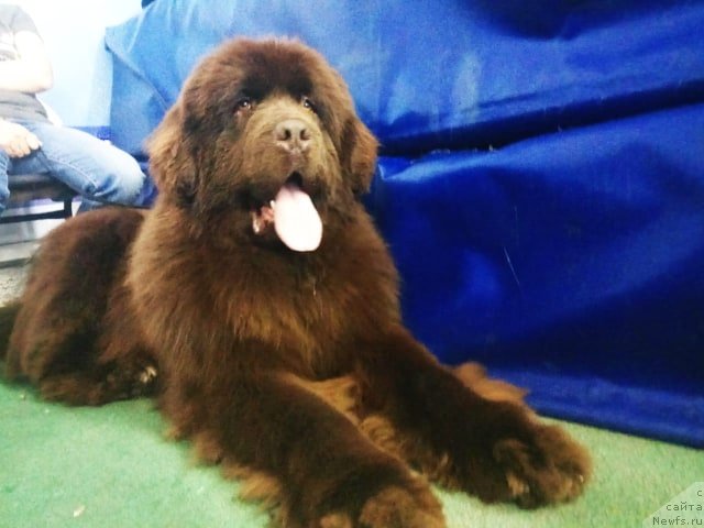 Фото: ньюфаундленд Ньюфорт Макларен (Njufort Maclaren)