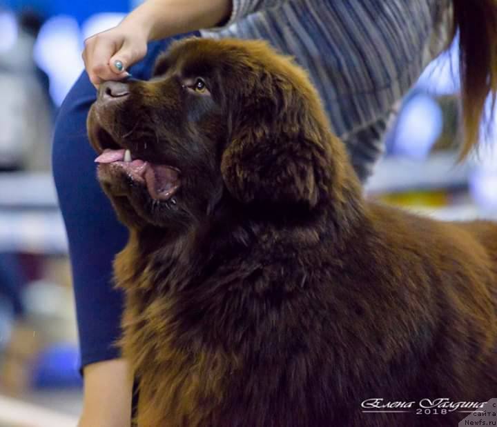 Фото: ньюфаундленд Ньюфорт Макларен (Njufort Maclaren)