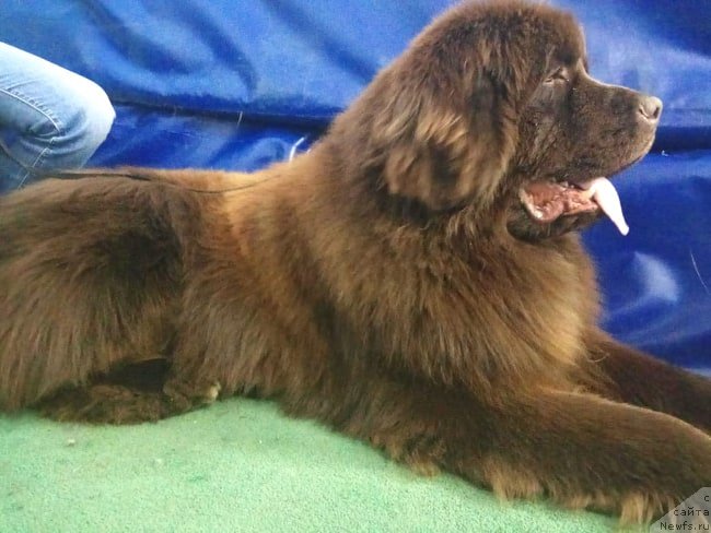 Фото: ньюфаундленд Ньюфорт Макларен (Njufort Maclaren)