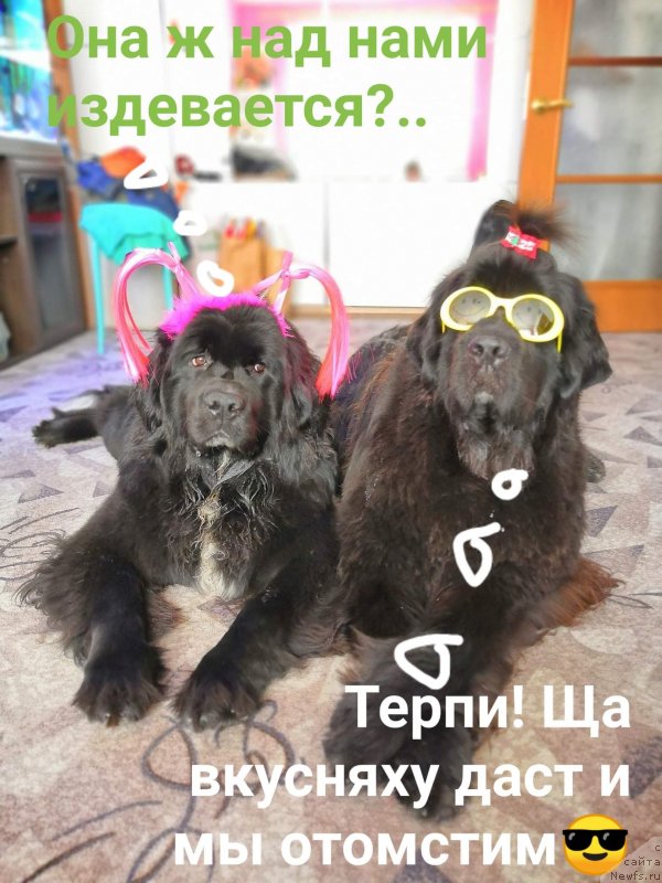 Фото: ньюфаундленд Элис Блюз Перфект Панда (Alis Blues Perfect Panda), ньюфаундленд Ньюфорт Аманда Блум (Njufort Amanda Blum)