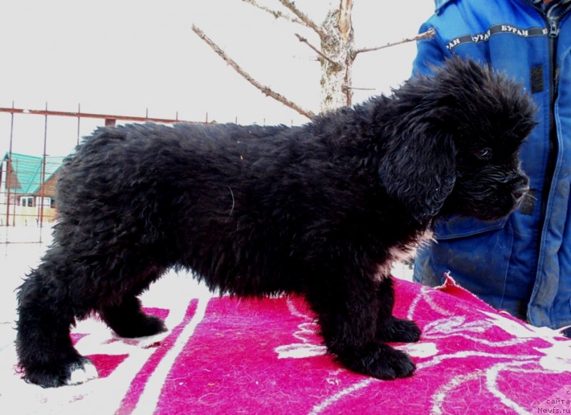 Фото: ньюфаундленд Зита от Карельских Медведей