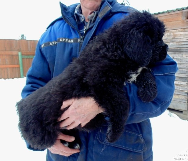 Фото: ньюфаундленд Зита от Карельских Медведей