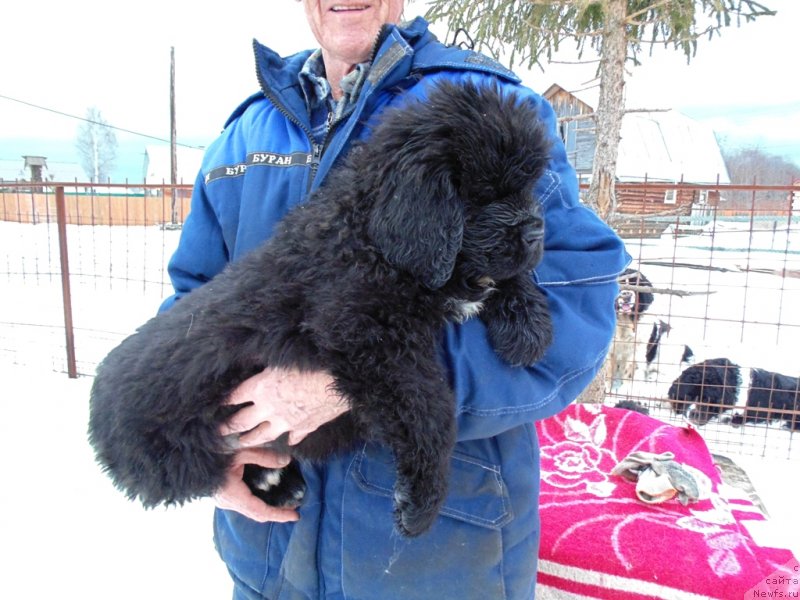 Фото: ньюфаундленд Зита от Карельских Медведей