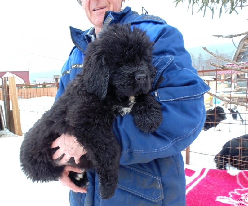 Фото: ньюфаундленд Зита от Карельских Медведей