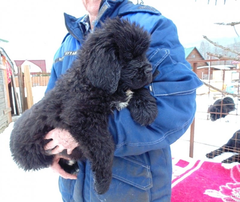 Фото: ньюфаундленд Зита от Карельских Медведей