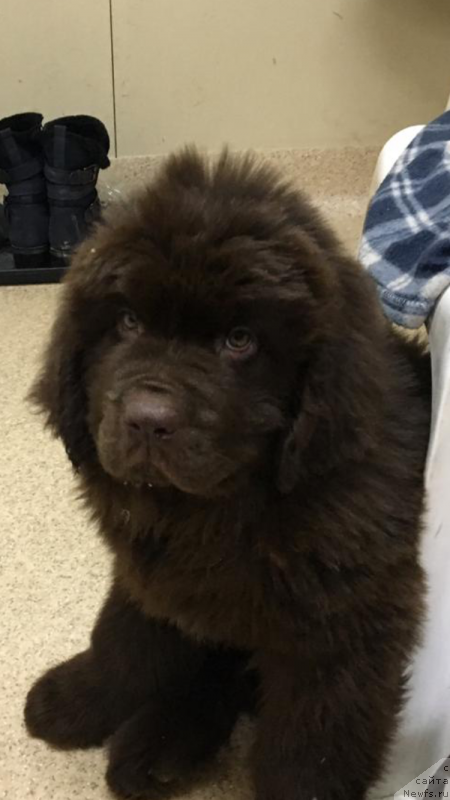 Фото: ньюфаундленд Собер-Оаш Брайтон Смарт