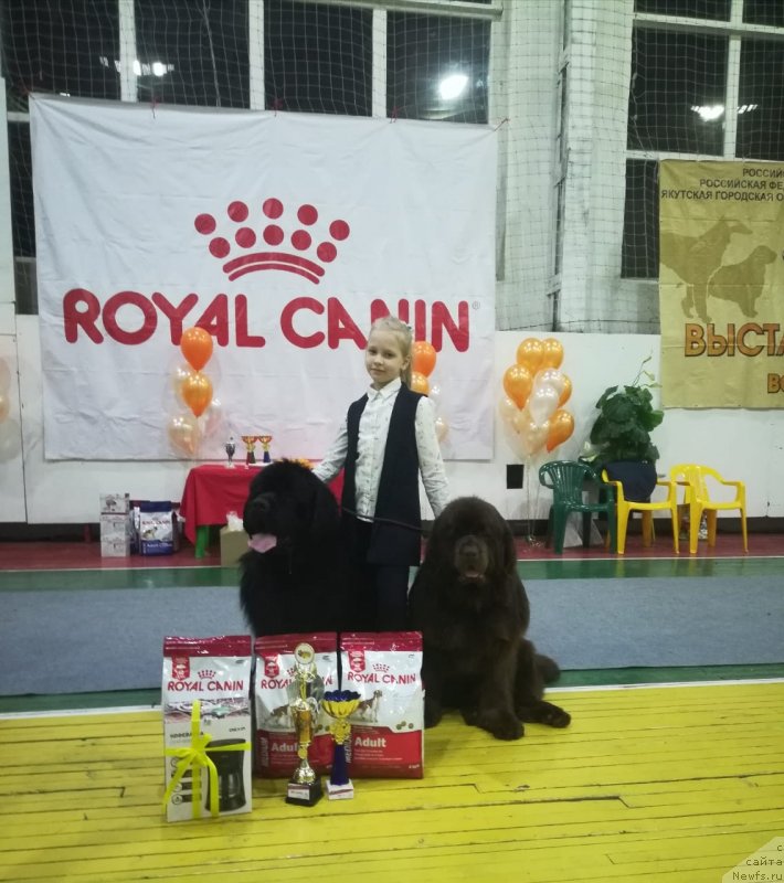 Фото: ньюфаундленд Браунблад МСК Лея Айман (Brownblood MSK Leya Aiman)