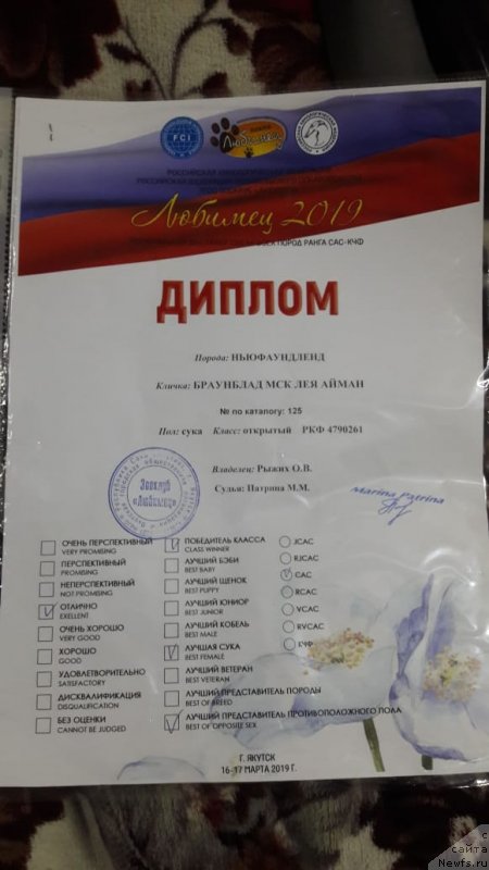 Фото: ньюфаундленд Браунблад МСК Лея Айман (Brownblood MSK Leya Aiman)