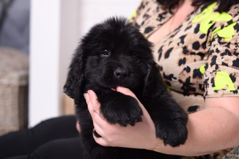 Фото: ньюфаундленд Вятский Медведь Шаула Небесная