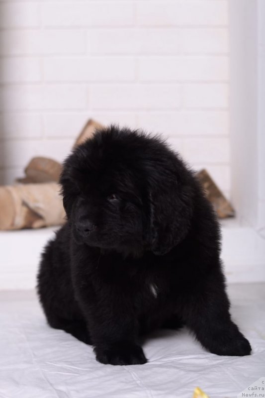 Фото: ньюфаундленд Вятский Медведь Шериф Жоди