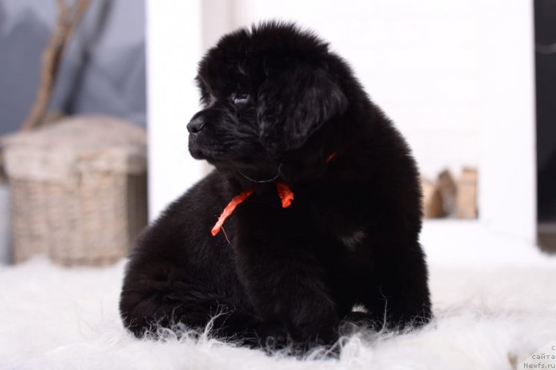 Фото: ньюфаундленд Вятский Медведь Шерри Леди