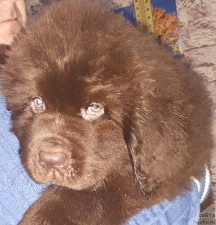 Фото: ньюфаундленд Собер-Оаш Брайтон Смарт