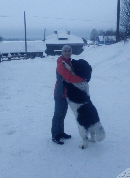 Фото: ньюфаундленд Елисей от Карельский Медведей