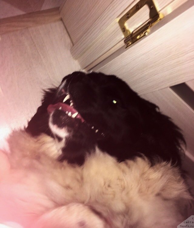 Фото: ньюфаундленд Елисей от Карельский Медведей