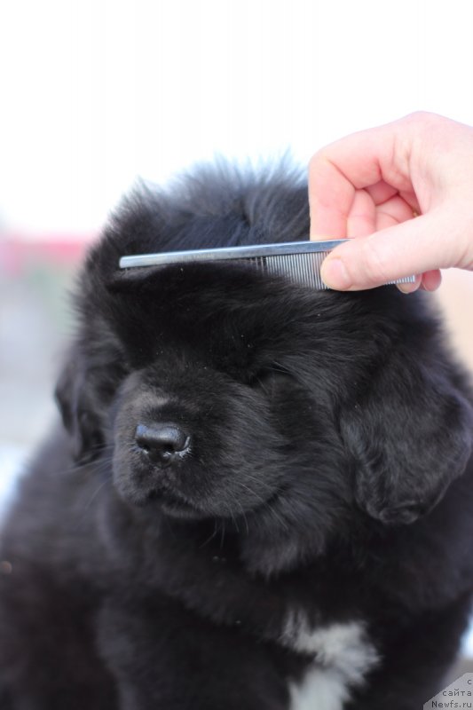 Фото: ньюфаундленд Супер Бизон Малина