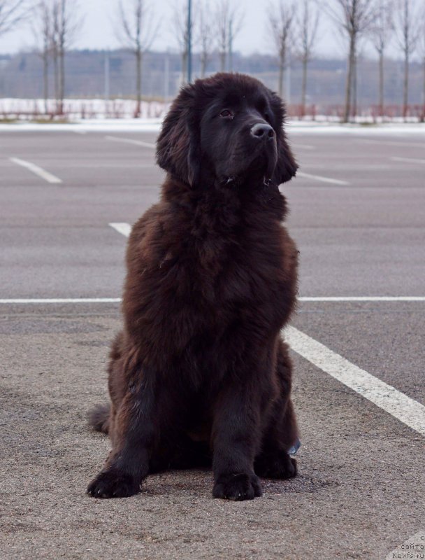 Фото: ньюфаундленд Смигар Глен Эллен (Smigar Glen Ellen)